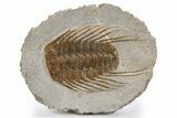 Spiny Selenopeltis Trilobite - Erfoud, Morocco #300373-1